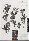 Foto von Salix glabra Scop.